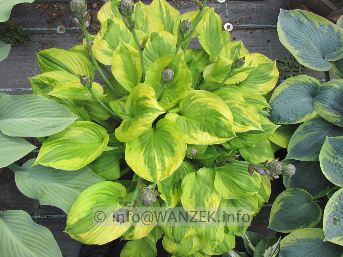 Hosta Hybride Honshy 04.JPG